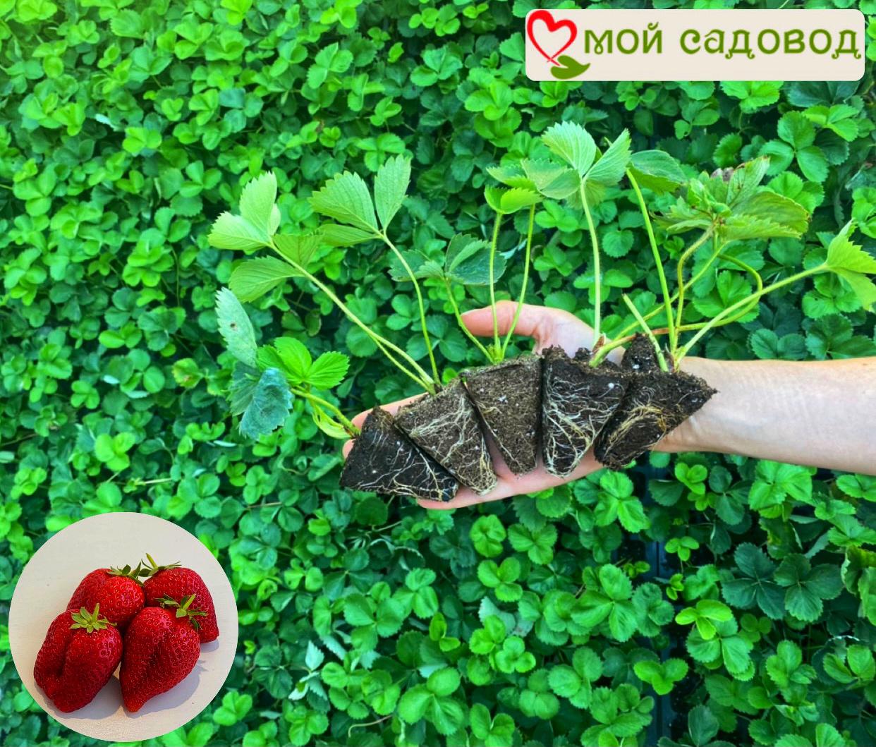 Клубника Вивара