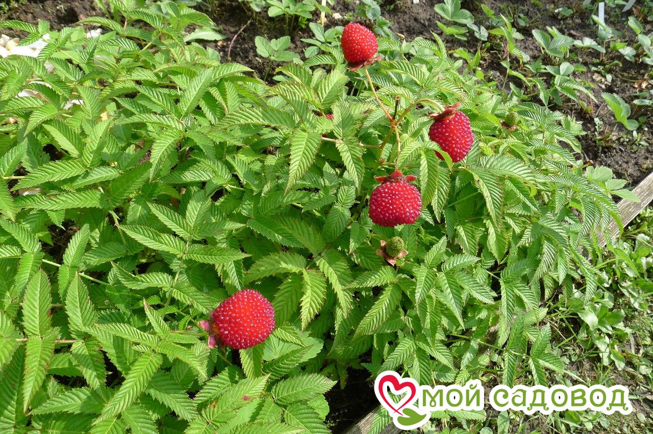 Малино-клубника