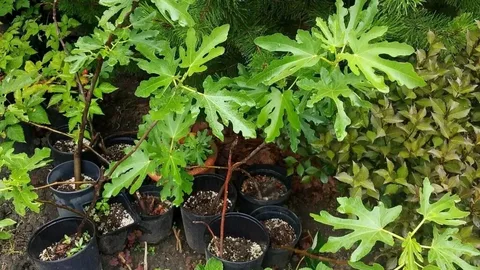 Инжир Медовый Июльский